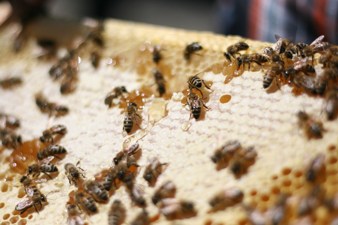 Wie Honig Heuschnupfen Symptome lindern kann: Der gesundheitliche Nutzen von Honig